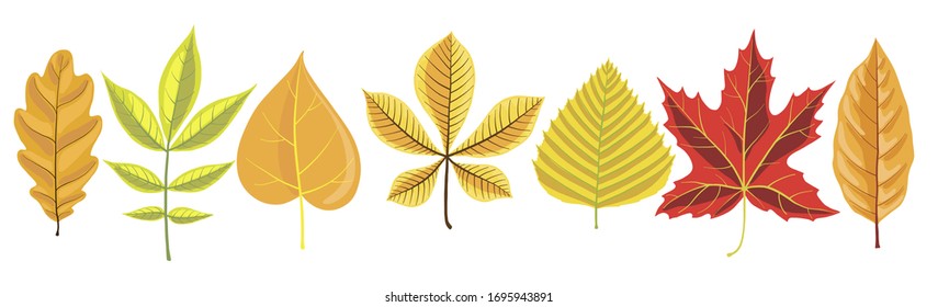 vector autumn leaves of different trees isolated at white background, hand drawn illustration