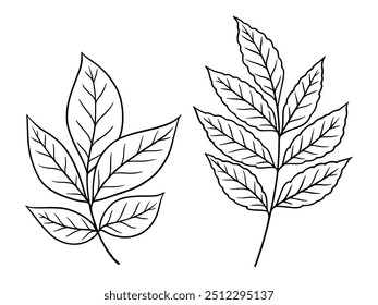Vector autumn leaves illustrations set in line art style. Graphic monochrome drawing. Hand drawn floral outline sketch, engraved illustration. Design element for coloring book, tattoo, logo, icon