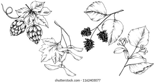 Vector autumn leaves. Leaf plant botanical garden floral foliage. Isolated illustration element. Vector leaf for background, texture, wrapper pattern, frame or border.