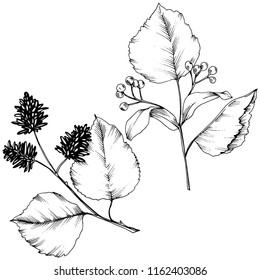 Hojas de otoño vectoriales. Planta de hojas de vegetación botánica follaje floral. Elemento de ilustración aislado. Hoja vectorial para fondo, textura, patrón envolvente, marco o borde.