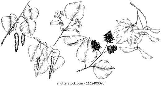 Hojas de otoño vectoriales. Planta de hojas de vegetación botánica follaje floral. Elemento de ilustración aislado. Hoja vectorial para fondo, textura, patrón envolvente, marco o borde.