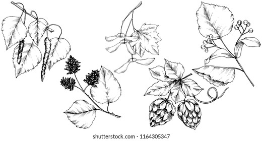 Vector autumn leaves. Leaf plant botanical garden floral foliage. Isolated illustration element. Vector leaf for background, texture, wrapper pattern, frame or border.