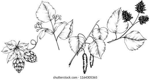 Vector autumn leaves. Leaf plant botanical garden floral foliage. Isolated illustration element. Vector leaf for background, texture, wrapper pattern, frame or border.