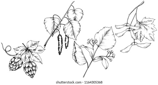 Vector autumn leaves. Leaf plant botanical garden floral foliage. Isolated illustration element. Vector leaf for background, texture, wrapper pattern, frame or border.