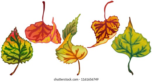 Vector autumn leaves of poplar. Leaf plant botanical garden floral foliage. Isolated illustration element. Vector leaf for background, texture, wrapper pattern, frame or border.