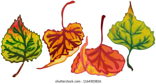 Vector autumn leaves of poplar. Leaf plant botanical garden floral foliage. Isolated illustration element. Vector leaf for background, texture, wrapper pattern, frame or border.