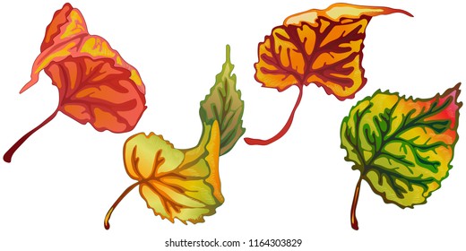 Vector autumn leaves of poplar. Leaf plant botanical garden floral foliage. Isolated illustration element. Vector leaf for background, texture, wrapper pattern, frame or border.