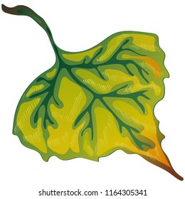 Hojas vectoriales otoñales del álamo. Planta de hojas de vegetación botánica follaje floral. Elemento de ilustración aislado. Hoja vectorial para fondo, textura, patrón envolvente, marco o borde.