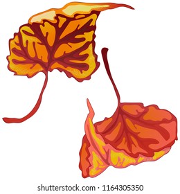 Vector autumn leaves of poplar. Leaf plant botanical garden floral foliage. Isolated illustration element. Vector leaf for background, texture, wrapper pattern, frame or border.