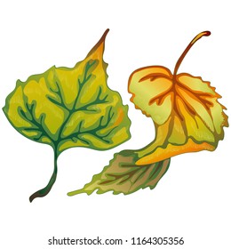 Vector autumn leaves of poplar. Leaf plant botanical garden floral foliage. Isolated illustration element. Vector leaf for background, texture, wrapper pattern, frame or border.