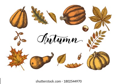 Vector Autumn leaves and pumpkins set. Hand drawn colored maple, birch, chestnut, acorn, ash tree, oak. Sketch. Vintage. Engraving illustration.