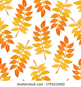 Vector autumn leaves seamless pattern on white background. 