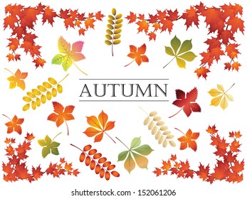 Vector autumn leaves set.