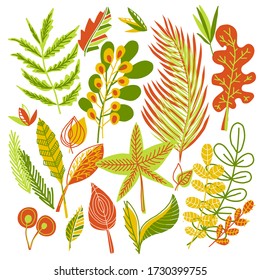 Hojas de otoño vectoriales. Colección de hojas y ramas dibujadas a mano. Hojas de bosque planas aisladas. Sencillo vector verde.naranja,hojas amarillas sobre fondo blanco.
