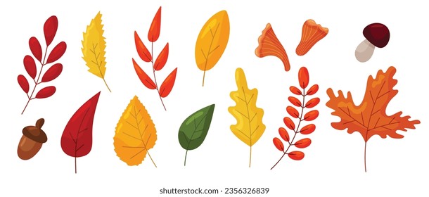 Vector autumn leaves set isolated on white background. Maple, oak, rowan, birch leaves, chanterelles, cep mushrooms flat icons.