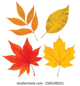 Herbstblätter aus Vektorgrafik. Reihe von Blättern auf weißem Hintergrund. Herbstblätter schmücken. Rotes Ahornblatt. Aquarell handgezeichnet. Clipkunst für Logo, Karte und Dekoration.