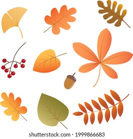 vector autumn leaves set - red, brown, otange , yellow and green illustration