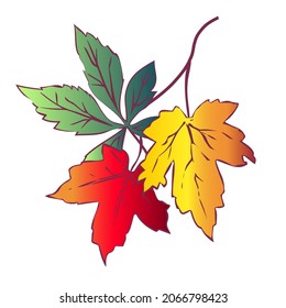 Vector - autumn leaves template.
Watercolor illustration, pattern.
