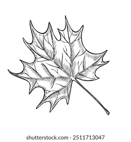 Vector Autumn Maple Leaf Illustration. Linear Botanical Art for Seasonal fall decor or Halloween invitations on isolated background. Outline black Drawing for Harvest festival. Floral etching.