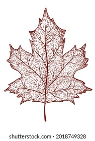 Vector autumn maple leaf isolated on white background in strokes