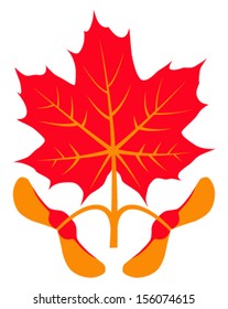 vector autumn maple leaf and seeds isolated on white background