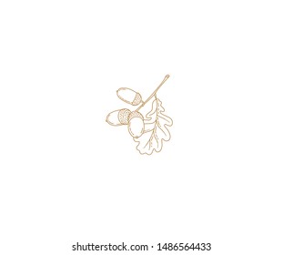 Vector autumn oak leaves and acorns. Isolated, in line art style on white background. Outline, linear vintage drawing botanical  illustration. Autumnal leaves, elements for design templates.