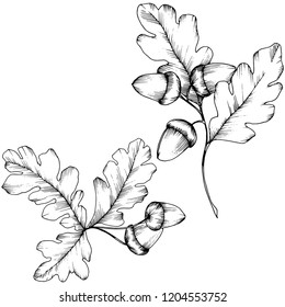 Vector autumn oak leaves. Leaf plant botanical garden floral foliage. Isolated illustration element. Vector leaf for background, texture, wrapper pattern, frame or border.