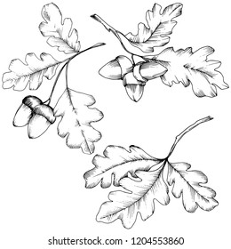 Vector autumn oak leaves. Leaf plant botanical garden floral foliage. Isolated illustration element. Vector leaf for background, texture, wrapper pattern, frame or border.
