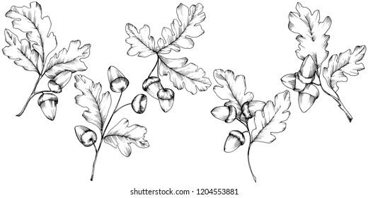 Vector autumn oak leaves. Leaf plant botanical garden floral foliage. Isolated illustration element. Vector leaf for background, texture, wrapper pattern, frame or border.