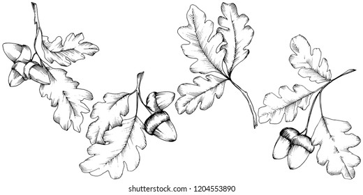 Herbstblätter aus Eichenholz. Blattpflanze botanischer Garten Blumenblätterblättern. Isolierte Illustrationselemente. Vektorblatt für Hintergrund, Textur, Wrapper-Muster, Rahmen oder Rahmen.