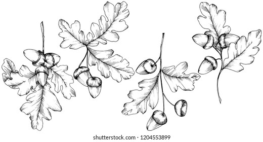 Vector autumn oak leaves. Leaf plant botanical garden floral foliage. Isolated illustration element. Vector leaf for background, texture, wrapper pattern, frame or border.