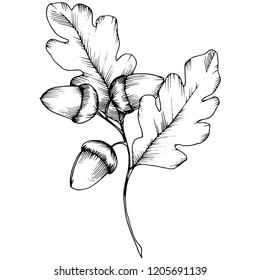 Vector autumn oak leaves. Leaf plant botanical garden floral foliage. Isolated illustration element. Vector leaf for background, texture, wrapper pattern, frame or border.
