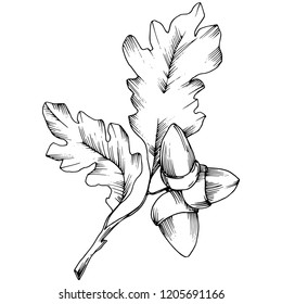 Vector autumn oak leaves. Leaf plant botanical garden floral foliage. Isolated illustration element. Vector leaf for background, texture, wrapper pattern, frame or border.