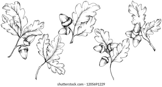 Vector autumn oak leaves. Leaf plant botanical garden floral foliage. Isolated illustration element. Vector leaf for background, texture, wrapper pattern, frame or border.