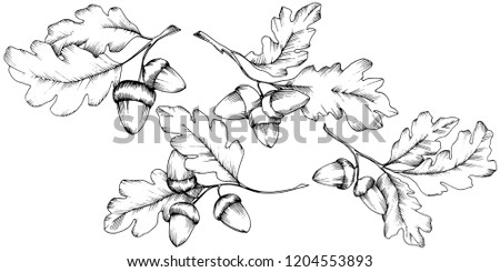 Vector autumn oak leaves. Leaf plant botanical garden floral foliage. Isolated illustration element. Vector leaf for background, texture, wrapper pattern, frame or border.