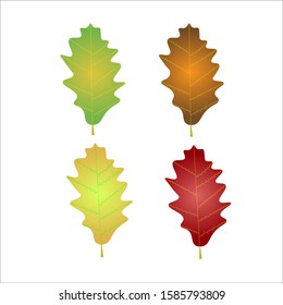vector autumn oak`s leaves in different colors