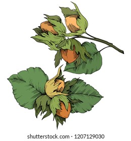 Vector autumn plant hazel nut. Leaf plant botanical garden floral foliage. Isolated illustration element. Vector leaf for background, texture, wrapper pattern, frame or border.