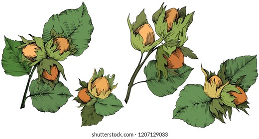 Vector autumn plant hazel nut. Leaf plant botanical garden floral foliage. Isolated illustration element. Vector leaf for background, texture, wrapper pattern, frame or border.