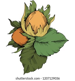 Nuez de avellanas de plantas vectoriales. Planta de hojas de vegetación botánica follaje floral. Elemento de ilustración aislado. Hoja vectorial para fondo, textura, patrón envolvente, marco o borde.