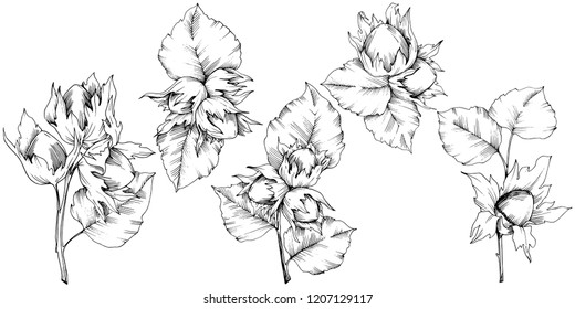 Vector autumn plant hazel nut. Leaf plant botanical garden floral foliage. Isolated illustration element. Vector leaf for background, texture, wrapper pattern, frame or border.