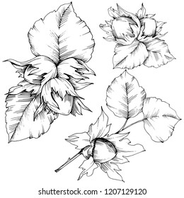 Vector autumn plant hazel nut. Leaf plant botanical garden floral foliage. Isolated illustration element. Vector leaf for background, texture, wrapper pattern, frame or border.