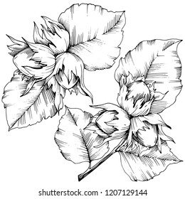 Vector autumn plant hazel nut. Leaf plant botanical garden floral foliage. Isolated illustration element. Vector leaf for background, texture, wrapper pattern, frame or border.