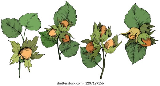 Nuez de avellanas de plantas vectoriales. Planta de hojas de vegetación botánica follaje floral. Elemento de ilustración aislado. Hoja vectorial para fondo, textura, patrón envolvente, marco o borde.