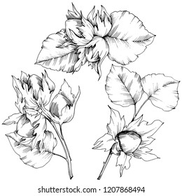 Vector autumn plant hazel nut. Leaf plant botanical garden floral foliage. Isolated illustration element. Vector leaf for background, texture, wrapper pattern, frame or border.