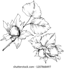 Vector autumn plant hazel nut. Leaf plant botanical garden floral foliage. Isolated illustration element. Vector leaf for background, texture, wrapper pattern, frame or border.