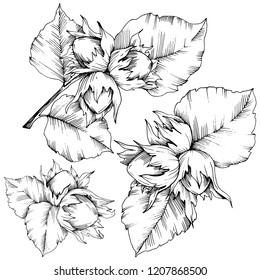 Vector autumn plant hazel nut. Leaf plant botanical garden floral foliage. Isolated illustration element. Vector leaf for background, texture, wrapper pattern, frame or border.