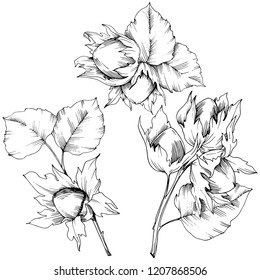 Vector autumn plant hazel nut. Leaf plant botanical garden floral foliage. Isolated illustration element. Vector leaf for background, texture, wrapper pattern, frame or border.
