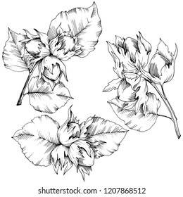 Vector autumn plant hazel nut. Leaf plant botanical garden floral foliage. Isolated illustration element. Vector leaf for background, texture, wrapper pattern, frame or border.
