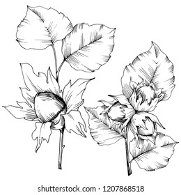 Vector autumn plant hazel nut. Leaf plant botanical garden floral foliage. Isolated illustration element. Vector leaf for background, texture, wrapper pattern, frame or border.