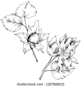 Vector autumn plant hazel nut. Leaf plant botanical garden floral foliage. Isolated illustration element. Vector leaf for background, texture, wrapper pattern, frame or border.